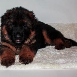 German Shepherd Puppies from Brimka Haus German Shepherds
