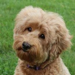 Australian Labradoodle adult dog