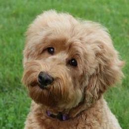 Australian Labradoodle adult dog
