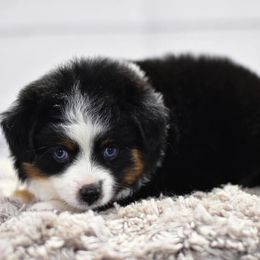 Toy Australian Shepherd Puppies from Double M Toy and Mini Aussies