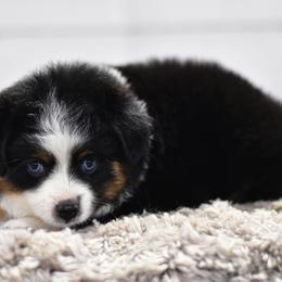 Toy Australian Shepherd Puppies from Double M Toy and Mini Aussies