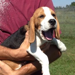 Beagle Puppies from Everwind Beagles