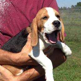 Beagle Puppies from Everwind Beagles