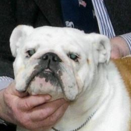 Clover - Bulldog