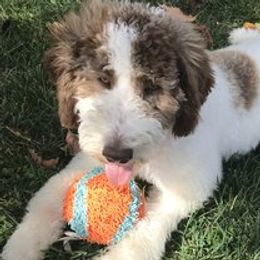 Belle - Goldendoodle