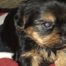 Yorkshire Terrier Puppies from Debra’s YORKIES