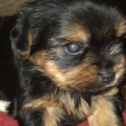 Yorkshire Terrier Puppies from Debra’s YORKIES