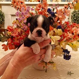 Boston Terrier and Pug Puppies from Menagerie Magnifique