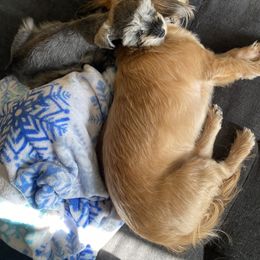 Miniature Schnauzer Puppies from L & R Miniature Schnauzers