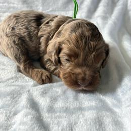 Philip - Merle male Cockapoo puppy in Adrian, Oregon from ApplebyFarm