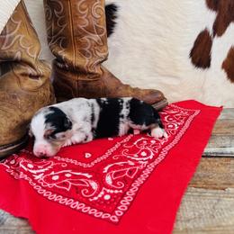'Meg' - Blue merle female Australian Shepherd puppy in Durand, Wisconsin from Larson’s Legacy Aussome Aussie Kennels