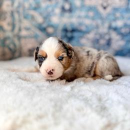 Milk and Cookies - Blue merle female Miniature Australian Shepherd puppy in Dayton, Washington from Rafter 22 Aussies