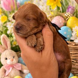 Black Collar 2 - Red  male Goldendoodle puppy in Covington, Louisiana from MyKy Puppies