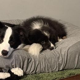 Border Collies from Rockbelle Border Collies