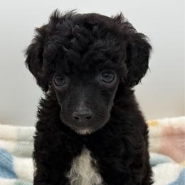 Toucan - Black male Poodle puppy in Wheatland, California from Sapphire Ridge Poodles