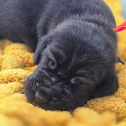 Brad - Black male Great Dane puppy in Granby, Missouri from HCR Great Danes
