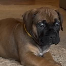 Yellow collar female - Fawn female Boerboel puppy in Bon Aqua, Tennessee from Erickson Ranch Boerboels