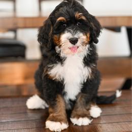 Mercedes - Tri-color female Bernedoodle puppy in Tucson, Arizona from Sun Valley Goldendoodles