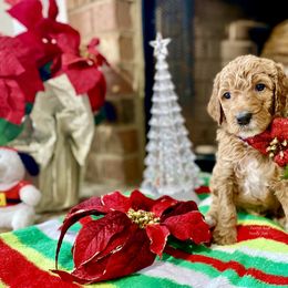 Goldendoodle Puppies from Central Texas Doodle Nest Kennel
