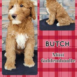 Goldendoodle Puppies from Rose's Doodles