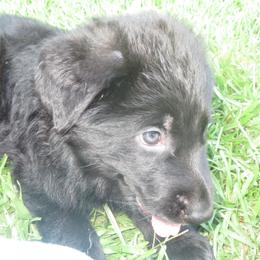 German Shepherd Puppies from V Diamondburg Kennels