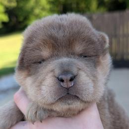 Remeron - Isabella dilute female Chinese Shar-Pei puppy in Clarksville, Tennessee from Wrinkle Bum Shar-Pei