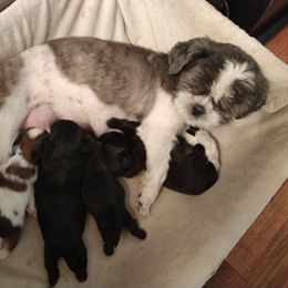 Molly Mae - Shih Tzu