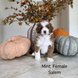 Mint - Red female Bernedoodle puppy in Springville, Utah from JW Doodles