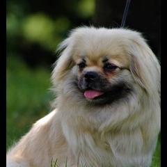Miss - Tibetan Spaniel