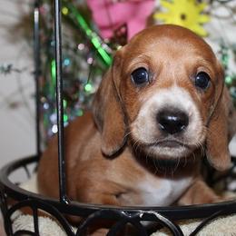 Boy 1 - Piebald male Dachshund puppy in Craig, Colorado from Rocky Mountain Shih Tzus and Dry Creek Miniature Dachshunds