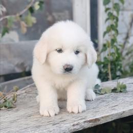 Pink - White female Great Pyrenees puppy in Yakima, Washington from Naches Heights Ranch