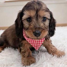 Beckley - Red male Dachshund puppy in Richmond, Virginia from Irresistible Dachshunds & Cavaliers
