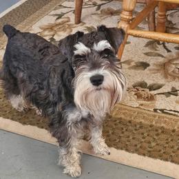 Idgie - Miniature Schnauzer
