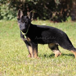 German Shepherd Puppies from Außer Gefahr German Shepherds