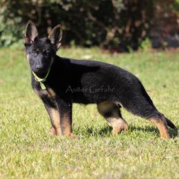 German Shepherd Puppies from Außer Gefahr German Shepherds