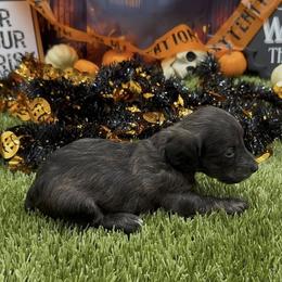 Cream Brindle Longhair - Brindle male Dachshund puppy in Killeen, Texas from Southern Dachshunds