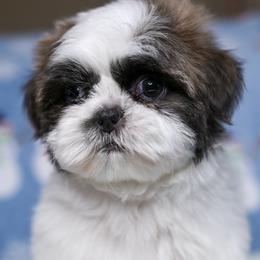 Camille - Black and white female Shih Tzu puppy in Montrose, Colorado from Nana's Happy Pups