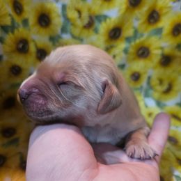 Boy 4 - Golden male Golden Retriever puppy in Middleburg, Florida from Rise and Shine Goldens