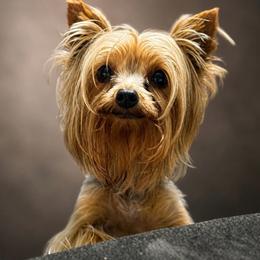 Ava - Yorkshire Terrier
