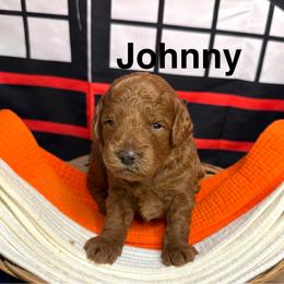 Johnny - Red male Cavapoo puppy in Chelan, Washington from North Cascades Doodles
