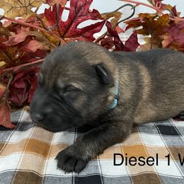 German Shepherd Puppies from Stonewick German Shepherds
