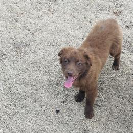 Jack - Red Miniature Australian Shepherd puppy in Washington, Oklahoma from Okie Aussies