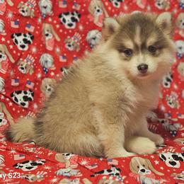 Luke - Blue male Pomsky puppy in Stover, Missouri from Lx2 County Line Pomskies