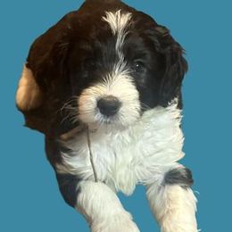 Ivy - Black and white Sheepadoodle puppy in Candler, North Carolina from Celia's Sheepadoodles