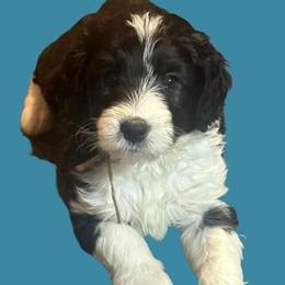 Ivy - Black and white Sheepadoodle puppy in Candler, North Carolina from Celia's Sheepadoodles
