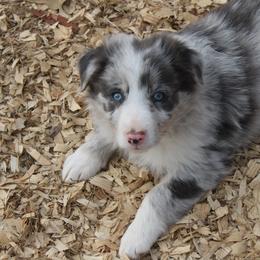 Tripp - Slate merle male Border Collie puppy in Cedartown, Georgia from Ferguson Border Collies