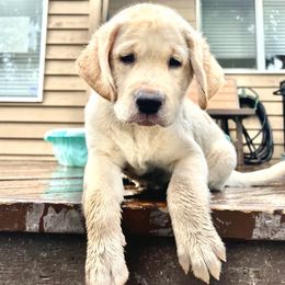Labrador Retriever Puppies from Jewell Labradors