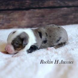 Bmf 2 - Blue merle female Toy Australian Shepherd puppy in Russellville, Arkansas from Rockin H Aussies