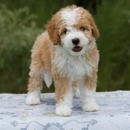 Fern - Red female Bernedoodle puppy in Choudrant, Louisiana from Boxwood Doodles