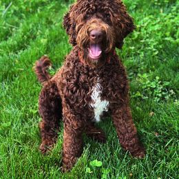Stevie - Labradoodle